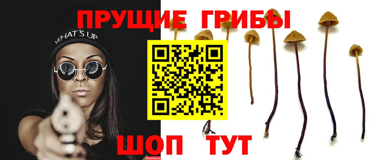 Галлюциногенные грибы Psilocybe Шарыпово